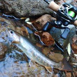 渓流釣りでクマと遭遇 ～九頭竜川水系～